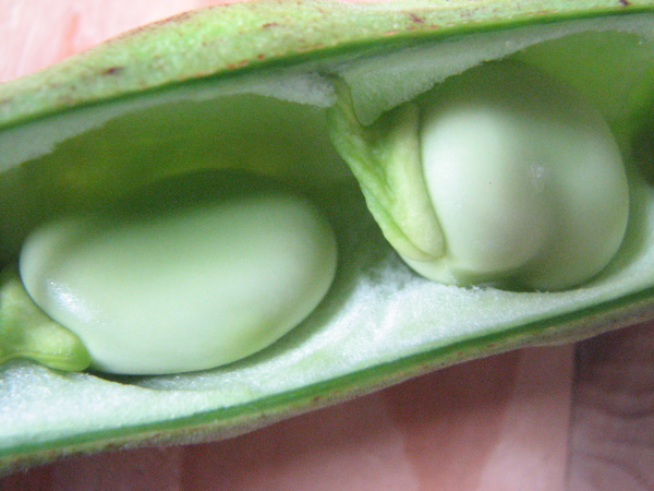 Fava Bean Pod Opened 