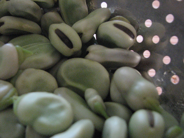 Fava Bean in Skin