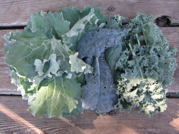 Three Varieties of Kale