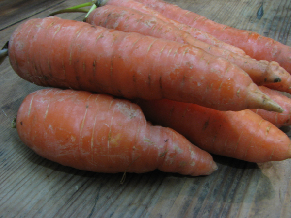 Carrots CSA