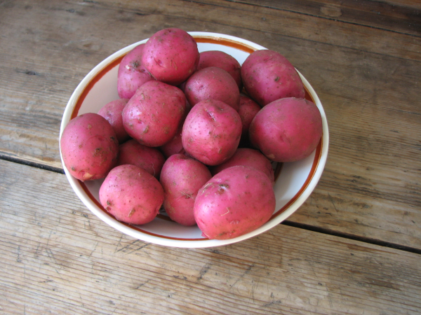 Spring Red Potatoes